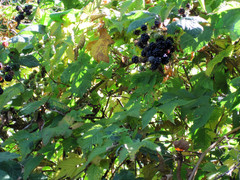 [Almost Ripe Blackberries]