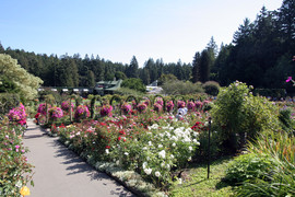 [Random Flowers on the Path to the Rose Garden]