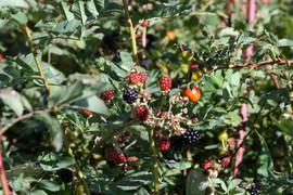 [Warm Ripe Blackberries!]