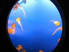 [Jellyfish]