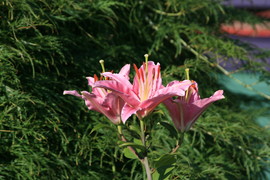 [Flower in Front Yard]