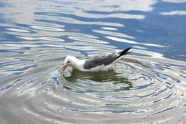 [First Non-Disgusting Wildlife: A Duck]