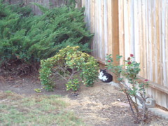 [Feral Cat at Brian and Steph's House]