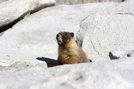 [Marmot]