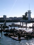 [More Sea Lions]