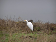 [Big White Bird]