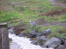 [More Heron]