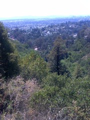 [400 Year Old Redwood Tree?]