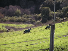 [Galloping Horses]