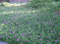 [Iceplants]