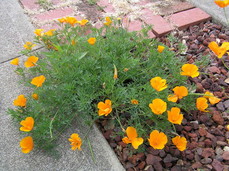 [Poppies!]