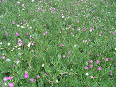 [Grandma's Ice Plants, Again]