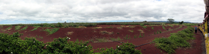 [Pineapple Field, Dole Plantation]