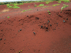 [Iron-Rich Soil]