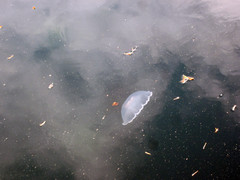 [Jellyfish on the Boat Trip]