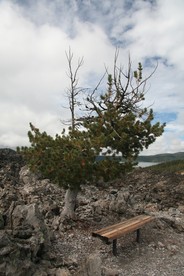 [Tree, Before and After]