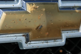 [Splattered Bugs, Yum!]