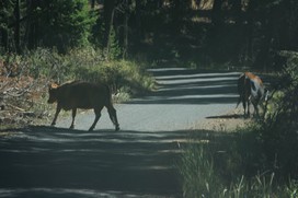 [Cows Grazing at High Altitudes!]