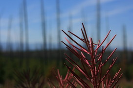 [Red Plant]