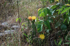 [Cactus Flowers]