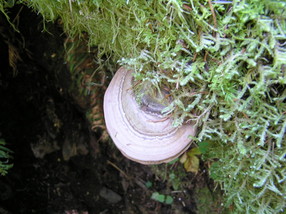 [Bracket Fungus]