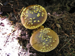 [Poisonous Mushrooms Below a Conifer]