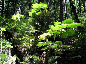 [Devil's Cane: A Spiky Bush With Spiky Leaves]