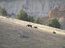 [Horses in a Field]