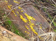 [Fungi on a Log]