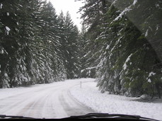 [Snow, Trees and No Chains]