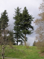 [Douglas Fir Trees]