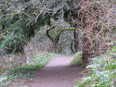 [Tree Canopy]