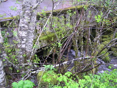 [Mossy Bridge]