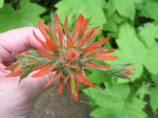 [Red Wildflower]