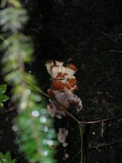 [Another Mushroom Cluster on a Creekbank]