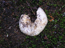 [Half Eaten Mushroom (No Dead Animals Nearby)]