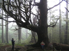 [Funny Gnarled Tree]