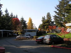 [Fall Trees at my Apartment]