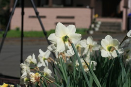 [Daffodils]