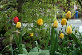 [Red and Yellow Tulips]