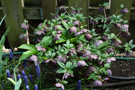 [Purple Flower Plant]