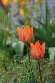 Orange flowers!