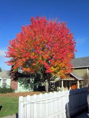 [Red Tree Up the Street]