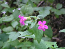 [Pink Wildflowers]