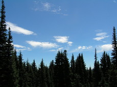 [Clouds and Trees]