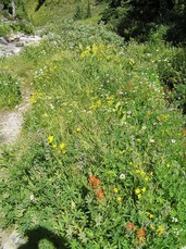 [Wildflowers in a Rest-Stop Meadow]