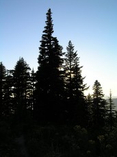 [Tree Silhouette at Dusk]