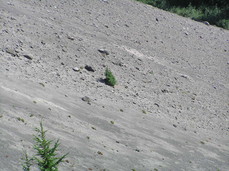 [Solitary Tree Amid Rocks]