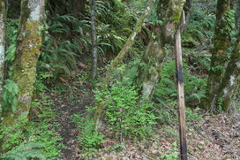 [Wauna Point Trail]