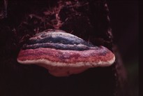 [Fungus on West Zig Zag Mtn.]